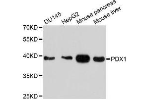 Western blot analysis of extracts of various cell lines, using PDX1 antibody (ABIN5998486) at 1/1000 dilution. (PDX1 antibody)