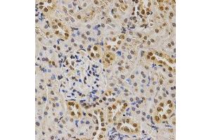 Immunohistochemistry of paraffin-embedded rat kidney using DiMethyl-Histone H3-K79 antibody. (Histone 3 antibody  (H3K9me2))