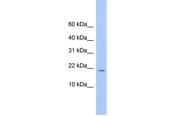 MORN4 antibody  (Middle Region)