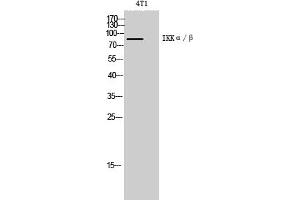 Western Blot analysis of 4T1 cells using IKKα/β Polyclonal Antibody diluted at 1:1000. (IKK-alpha /IKK-beta antibody)