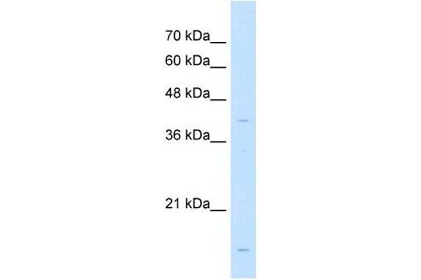 LMAN2 antibody  (N-Term)