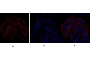 Immunofluorescence analysis of rat kidney tissue. (EIF2A antibody)