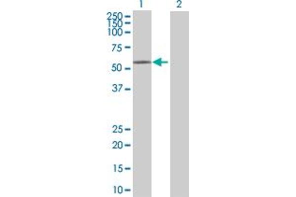 AJUBA antibody  (AA 1-538)