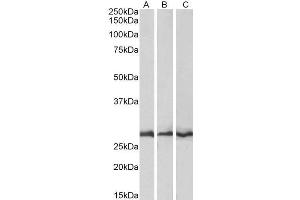 ABIN184616 (0. (CAPZB antibody  (C-Term))
