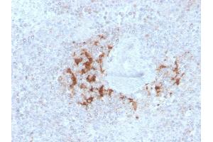 Formalin-fixed, paraffin-embedded human Spleen stained with TRAF1 Mouse Monoclonal Antibody (TRAF1/3298). (TRAF1 antibody  (AA 73-219))