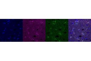 Immunohistochemistry (IHC) image for anti-Glutamate-Ammonia Ligase (GLUL) antibody (ABIN7455994)