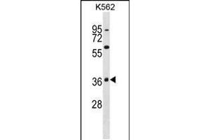 Western blot analysis in K562 cell line lysates (35ug/lane). (MAPK11 antibody  (C-Term))