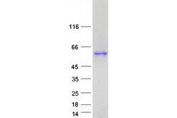 Septin 8 Protein (SEPT8) (Transcript Variant 2) (Myc-DYKDDDDK Tag)