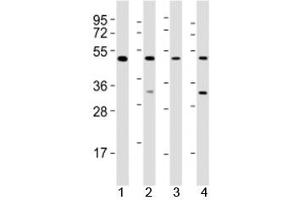 Western blot testing of GATA2 antibody at 1:2000 dilution. (GATA2 antibody  (AA 212-246))