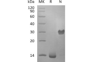 Greater than 95 % as determined by reducing SDS-PAGE. (PDGF-BB Homodimer Protein)