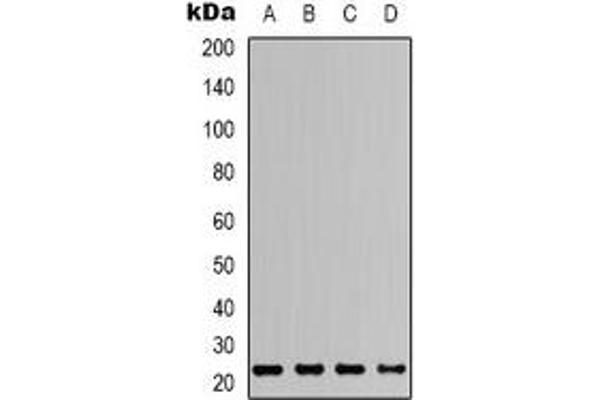 STS antibody  (N-Term)