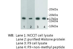 Image no. 1 for anti-Histone 3 (H3) (H3K4me) antibody (ABIN1112911) (Histone 3 antibody  (H3K4me))