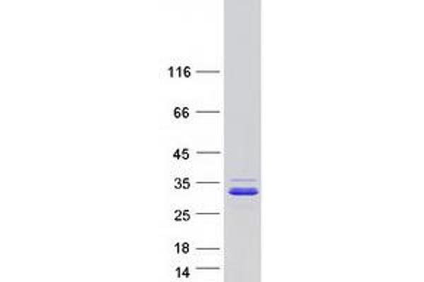 CCDC90B Protein (Myc-DYKDDDDK Tag)