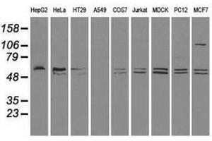 Image no. 3 for anti-CD4 (CD4) antibody (ABIN1497292) (CD4 antibody)