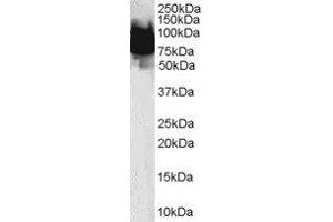 ABIN2563576 (0. (KLF4 antibody  (N-Term))
