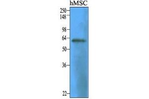 Cell lysates of human mesenitrocellulosehymal stem cell (30 ug) were resolved by SDS-PAGE, transferred to nitrocellulose membrane and probed with anti-human CD73 (1:1000). (CD73 antibody  (AA 27-252))