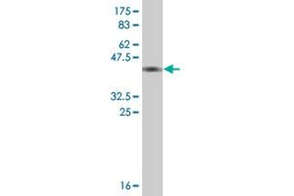 Thimet Oligopeptidase 1 anticorps  (AA 255-354)