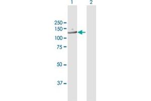 Western Blot analysis of RANBP6 expression in transfected 293T cell line by RANBP6 MaxPab polyclonal antibody. (RANBP6 antibody  (AA 1-1105))