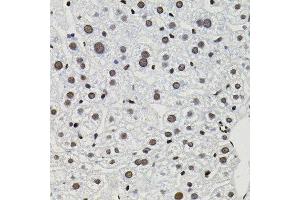 Immunohistochemistry of paraffin-embedded mouse liver using GTF2I antibody. (GTF2I antibody)