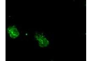 Immunofluorescence (IF) image for anti-Mitogen-Activated Protein Kinase 1 (MAPK1) antibody (ABIN1499288) (ERK2 antibody)