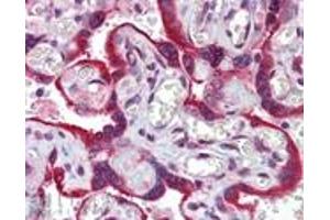 Immunohistochemistry analysis of human placenta tissue stained with Calnexin, pAb at 5 μg/mL. (Calnexin antibody  (N-Term))