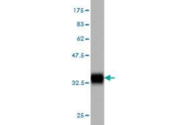 CLPS antibody  (AA 23-112)