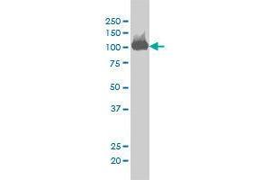 Image no. 3 for anti-CSE1 Chromosome Segregation 1-Like (CSE1L) (AA 872-972) antibody (ABIN465991) (Exportin 2 antibody  (AA 872-972))