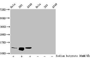 Western Blot Detected samples: Hela whole cell lysate, 293 whole cell lysate, A549 whole cell lysate, Untreated (-) or treated (+) with 30 mM sodium butyrate for 4h All lanes: HIST1H4A antibody at 1:100 Secondary Goat polyclonal to rabbit IgG at 1/50000 dilution Predicted band size: 12 kDa Observed band size: 12 kDa (HIST1H4A antibody  (acLys77))