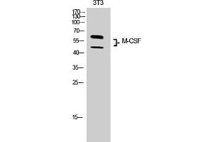 Western Blot analysis of 3T3 cells using M-CSF Polyclonal Antibody. (M-CSF/CSF1 antibody  (C-Term))