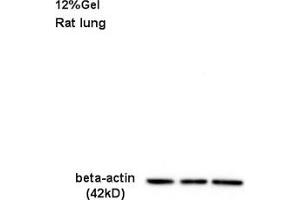 Rat lung lysate 30ug, probed (ABIN724340) at 1:200 overnight in 4 °C. (beta Actin antibody  (AA 1-50))