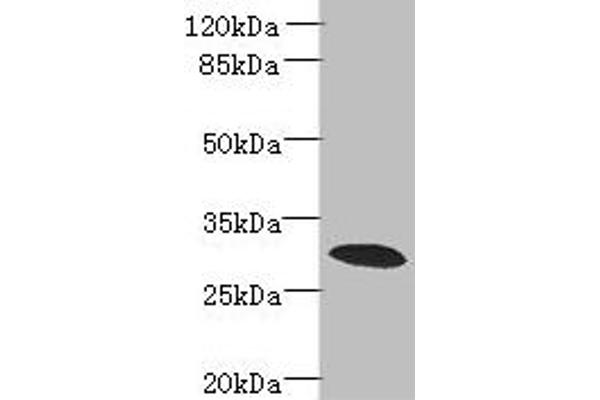 PDCL2 antibody  (AA 1-241)