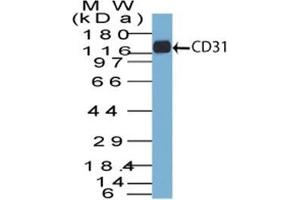 Western Blot of CD31 in THP-1 lysate using CD31 Mouse Monoclonal Antibody (C31. (CD31 antibody)