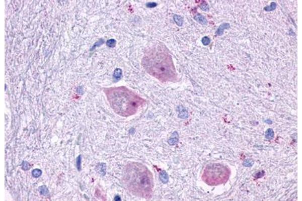 CHRM4 antibody  (Cytoplasmic Domain)