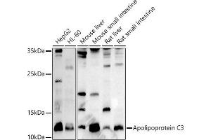 Western blot analysis of extracts of various cell lines, using Apolipoprotein C3 antibody (ABIN7265641) at 1:1000 dilution. (APOC3 antibody  (AA 1-99))