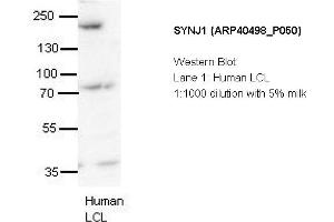 Image no. 2 for anti-Synaptojanin 1 (SYNJ1) (N-Term) antibody (ABIN405333) (Synaptojanin 1 antibody  (N-Term))