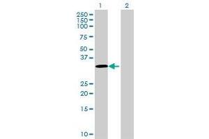 Lane 1: IFI30 transfected lysate ( 27. (IFI30 293T Cell Transient Overexpression Lysate(Denatured))