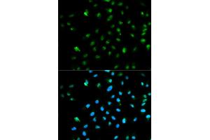 Immunofluorescence analysis of HepG2 cells using POLR2A antibody. (POLR2A/RPB1 antibody)