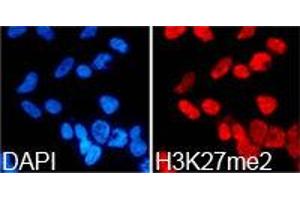 Immunofluorescence (IF) image for anti-Histone 3 (H3) (H3K27me2) antibody (ABIN1873001) (Histone 3 antibody  (H3K27me2))