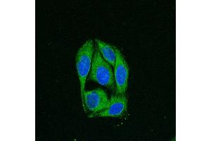 Immunofluorescence (IF) image for anti-Calnexin (CANX) (C-Term) antibody (DyLight 488) (ABIN7273048) (Calnexin antibody  (C-Term) (DyLight 488))