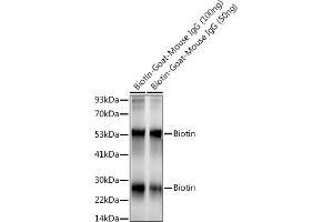 Western blot analysis of extracts of various cell lines, using Biotin antibody (ABIN7265885) at 1:1000 dilution. (Biotin antibody)