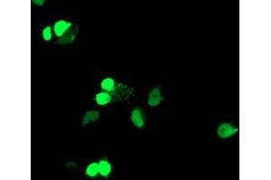 Immunofluorescence (IF) image for anti-ELK3, ETS-Domain Protein (SRF Accessory Protein 2) (ELK3) antibody (ABIN1498008) (ELK3 antibody)