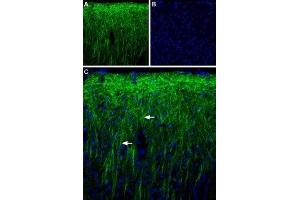 Peroxisomal Biogenesis Factor 5-Like (PEX5L) (AA 151-165), (Intracellular) antibody