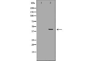 Western blot analysis of Hepg2 whole cell lysates, using CD33 Antibody. (CD33 antibody  (C-Term))