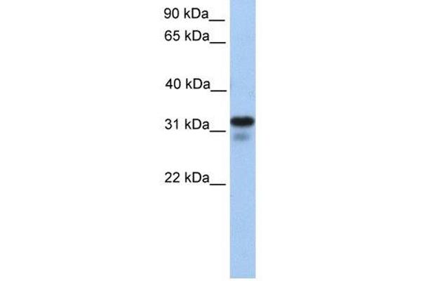 Heparan Sulfate (Glucosamine) 3-O-Sulfotransferase 6 (HS3ST6) 抗体