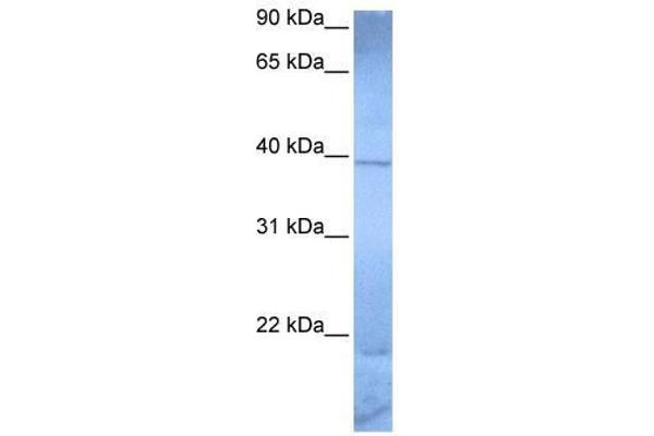 ZNF121 antibody  (Middle Region)