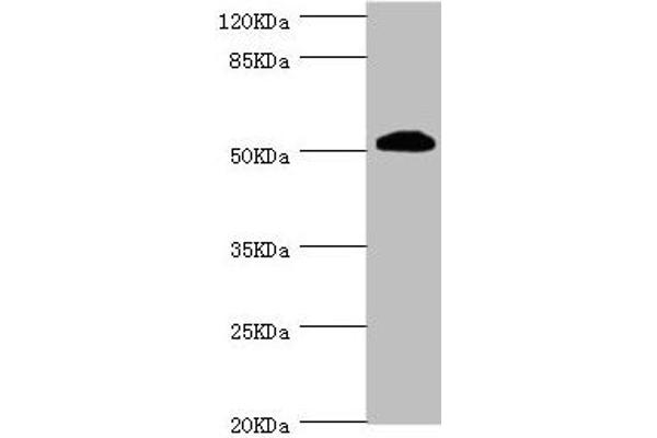 ZC3HC1 antibody  (AA 1-260)