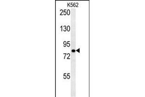 SLC4A7 Antibody (C-term) (ABIN651842 and ABIN2840419) western blot analysis in K562 cell line lysates (15 μg/lane). (SLC4A7 antibody  (C-Term))