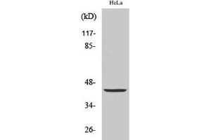Western Blot analysis of Hela cells with JUN Polyclonal Antibody (C-JUN antibody)