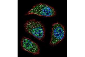 Confocal immunofluorescent analysis of NIX Antibody (Center) (ABIN655731 and ABIN2845178) with A549 cell followed by Alexa Fluor? (BNIP3L/NIX antibody  (AA 52-81))