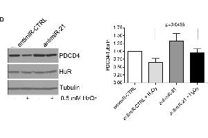 Western Blotting (WB) image for anti-Programmed Cell Death 4 (PDCD4) (C-Term) antibody (ABIN129709)